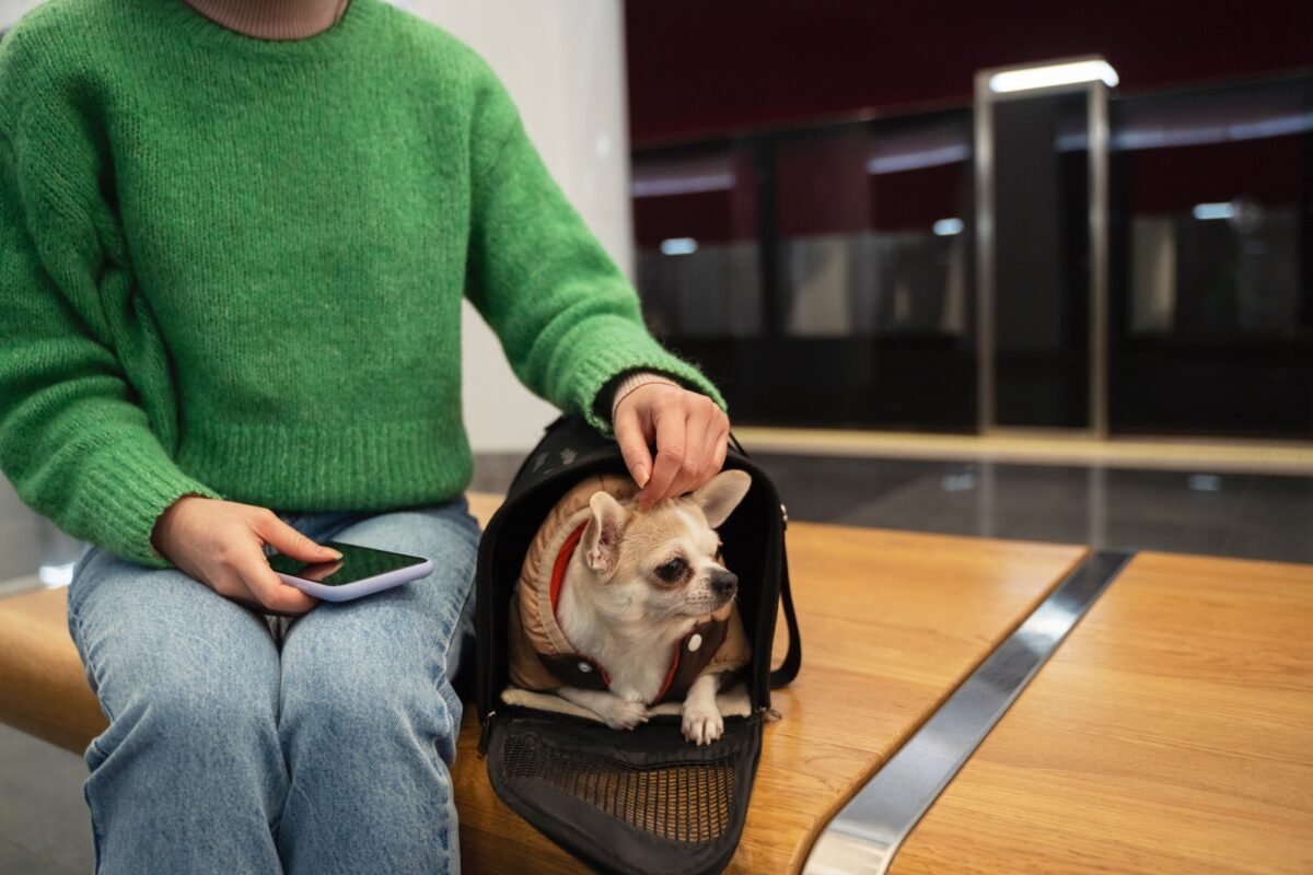 ¿Qué se necesita para viajar con mascotas dentro de Venezuela?