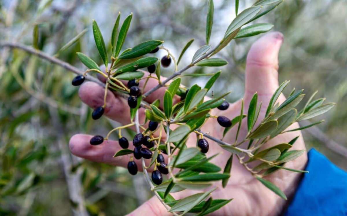 Comprobaron los beneficios del aceite de acebuchina para la salud ocular