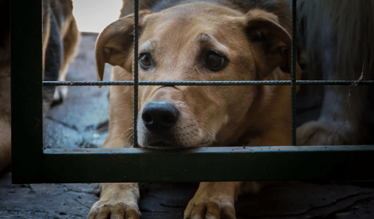 Detuvieron a dos hombres por maltratar a un perro en Anzoátegui 