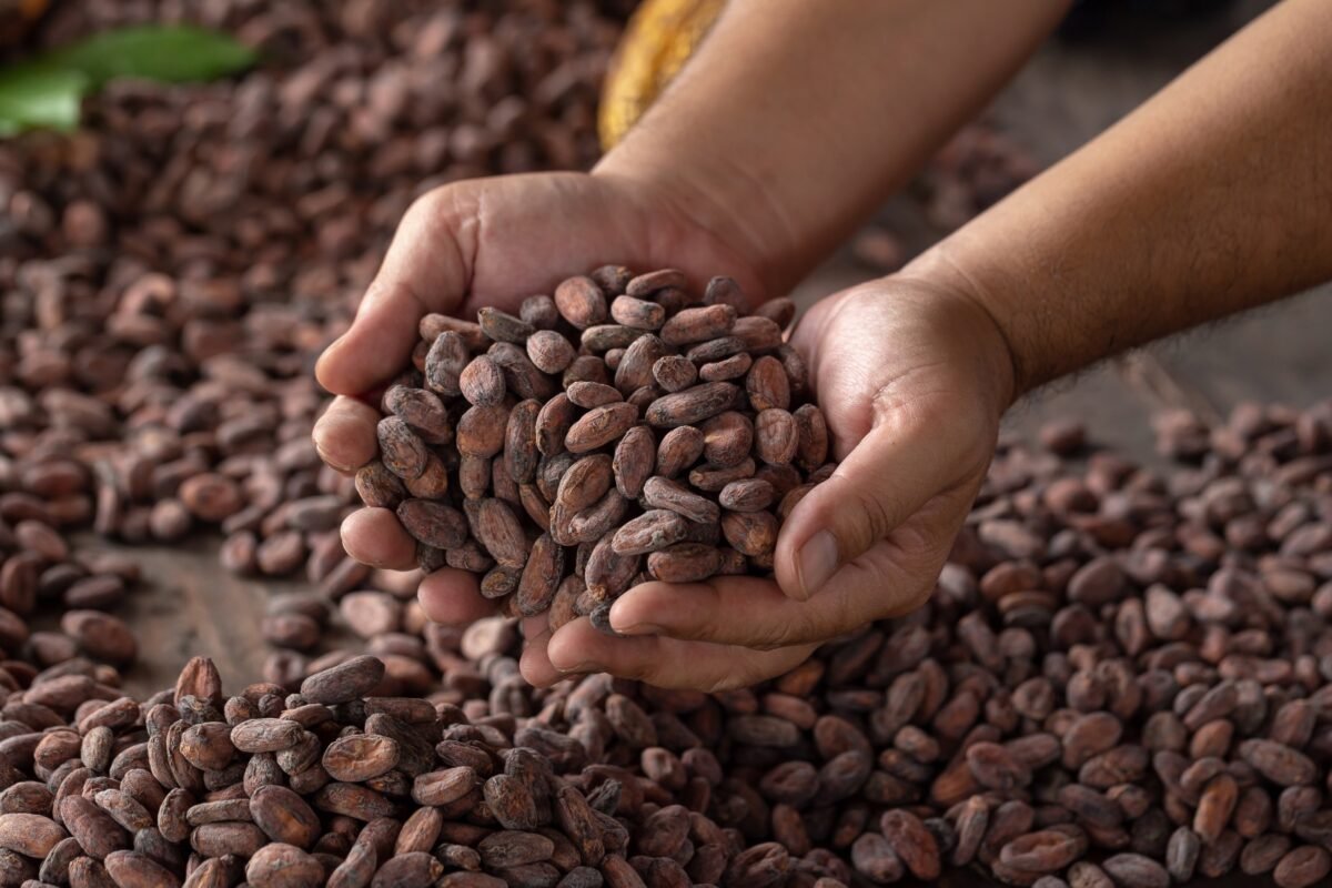 El cacao venezolano como una conexión con la cultura y tradición: “Conocer de esta semilla nos crea un arraigo por Venezuela”