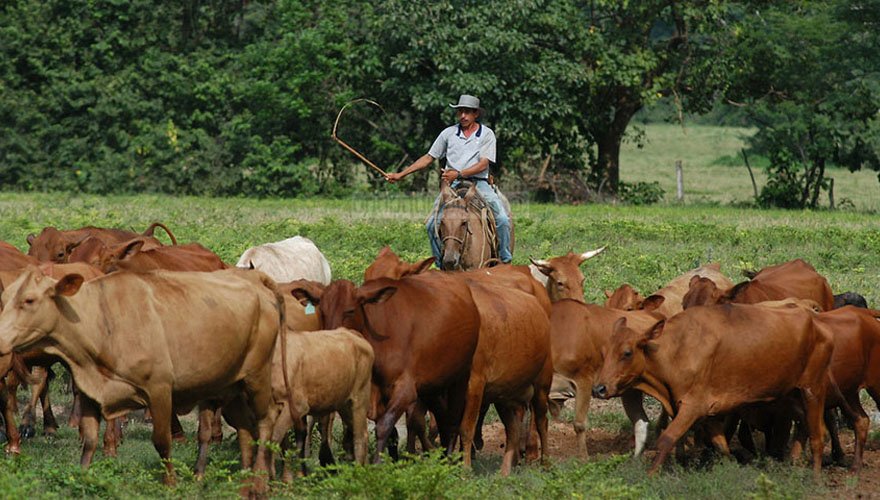 Fedenaga pidió planes de seguridad tras el asesinato de productor agropecuario en Guárico