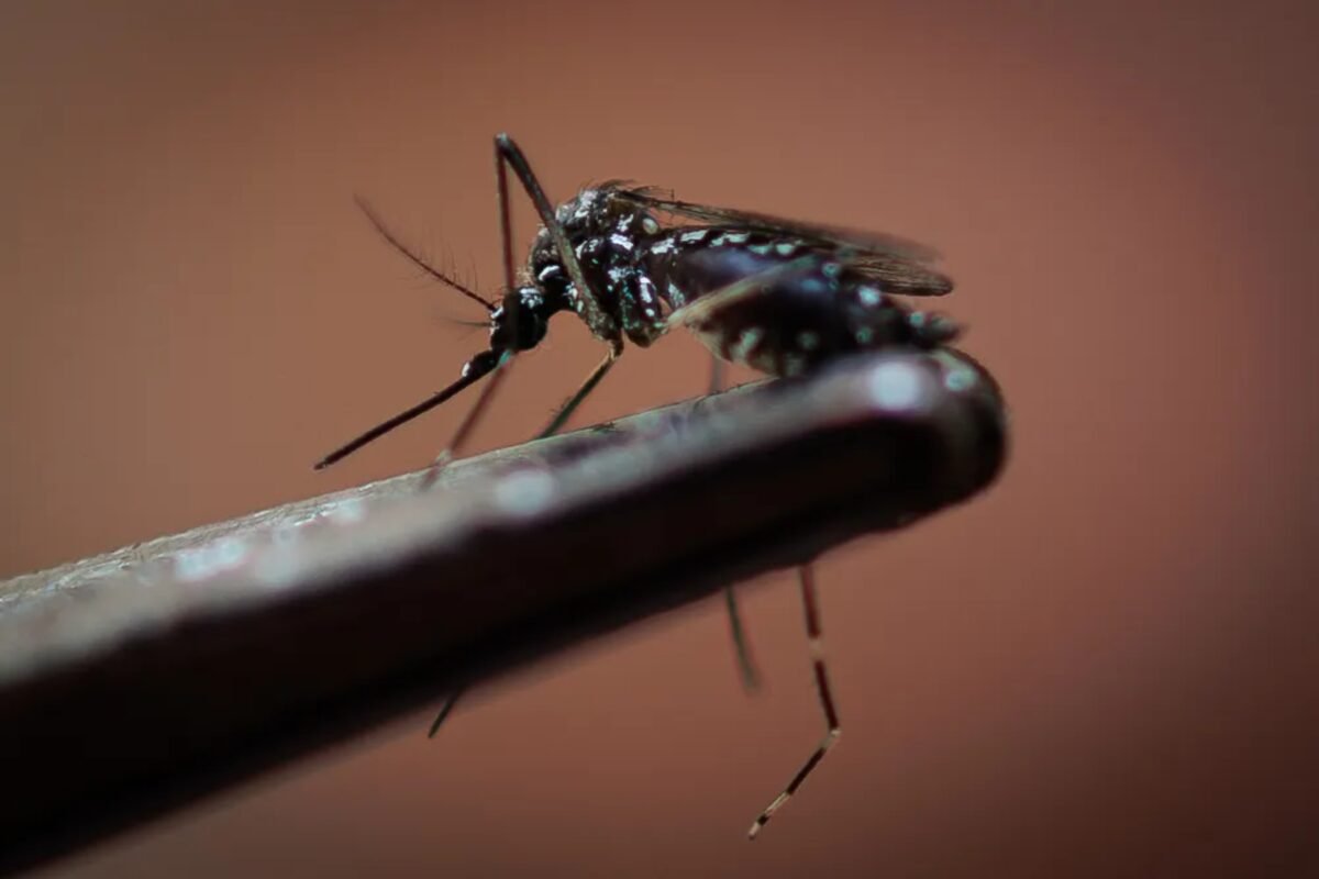 Brasil está cerca de registrar una vacuna contra el dengue: los detalles
