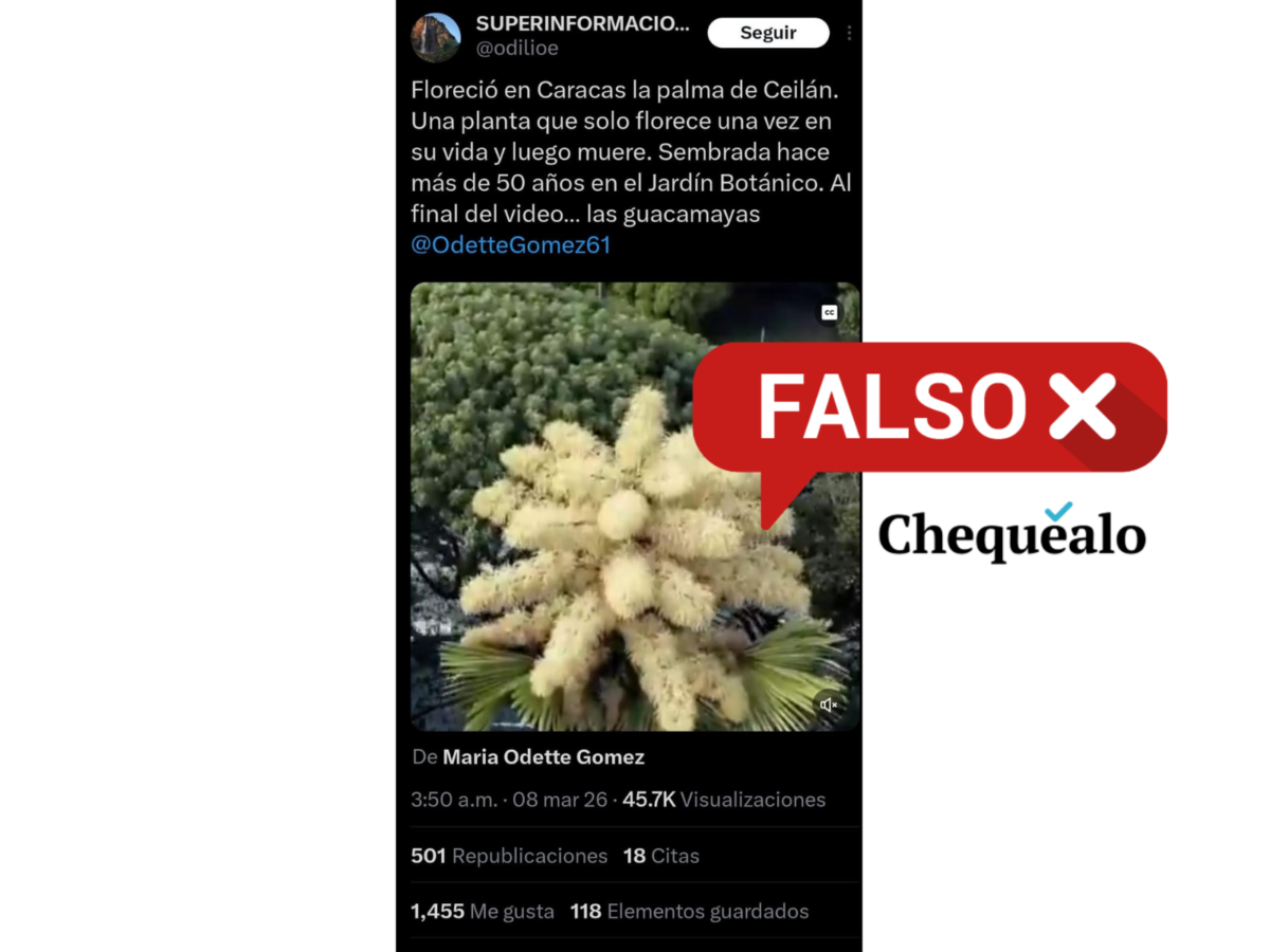 ¿Floreció la palma de Ceilán del Jardín Botánico de Caracas en 2026?