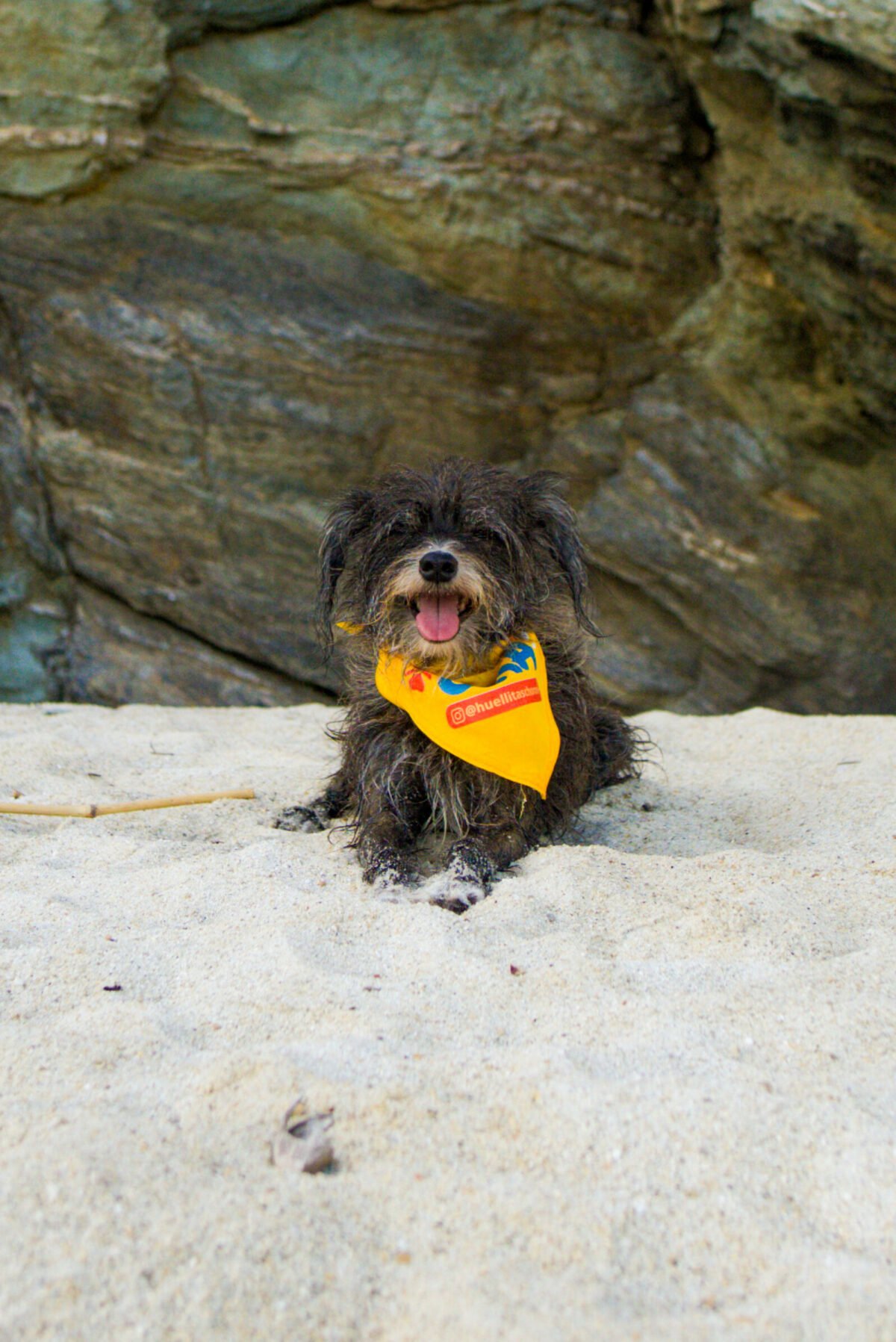 “Perri guías”: el proyecto que transforma el turismo y la vida de los perros en Choroní