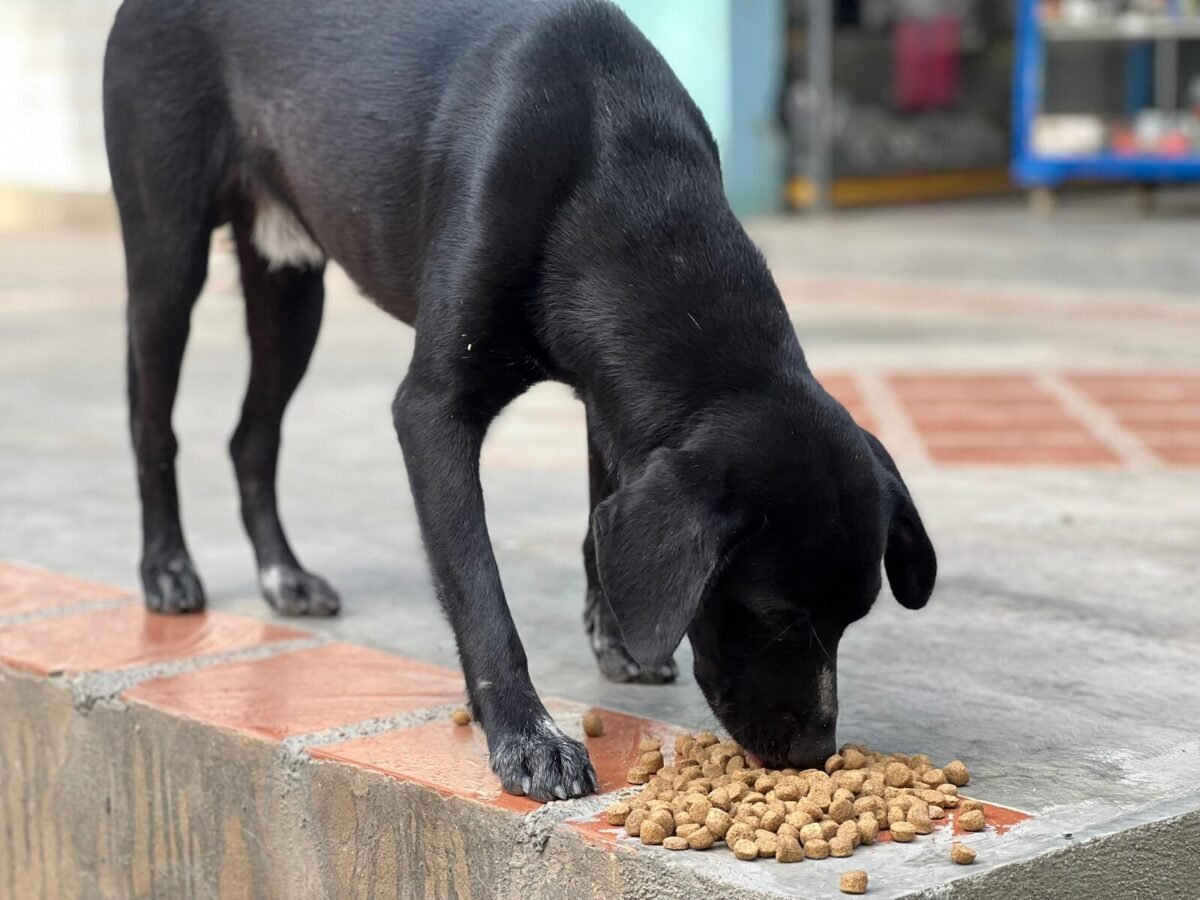 “Perri guías”: el proyecto que transforma el turismo y la vida de los perros en Choroní