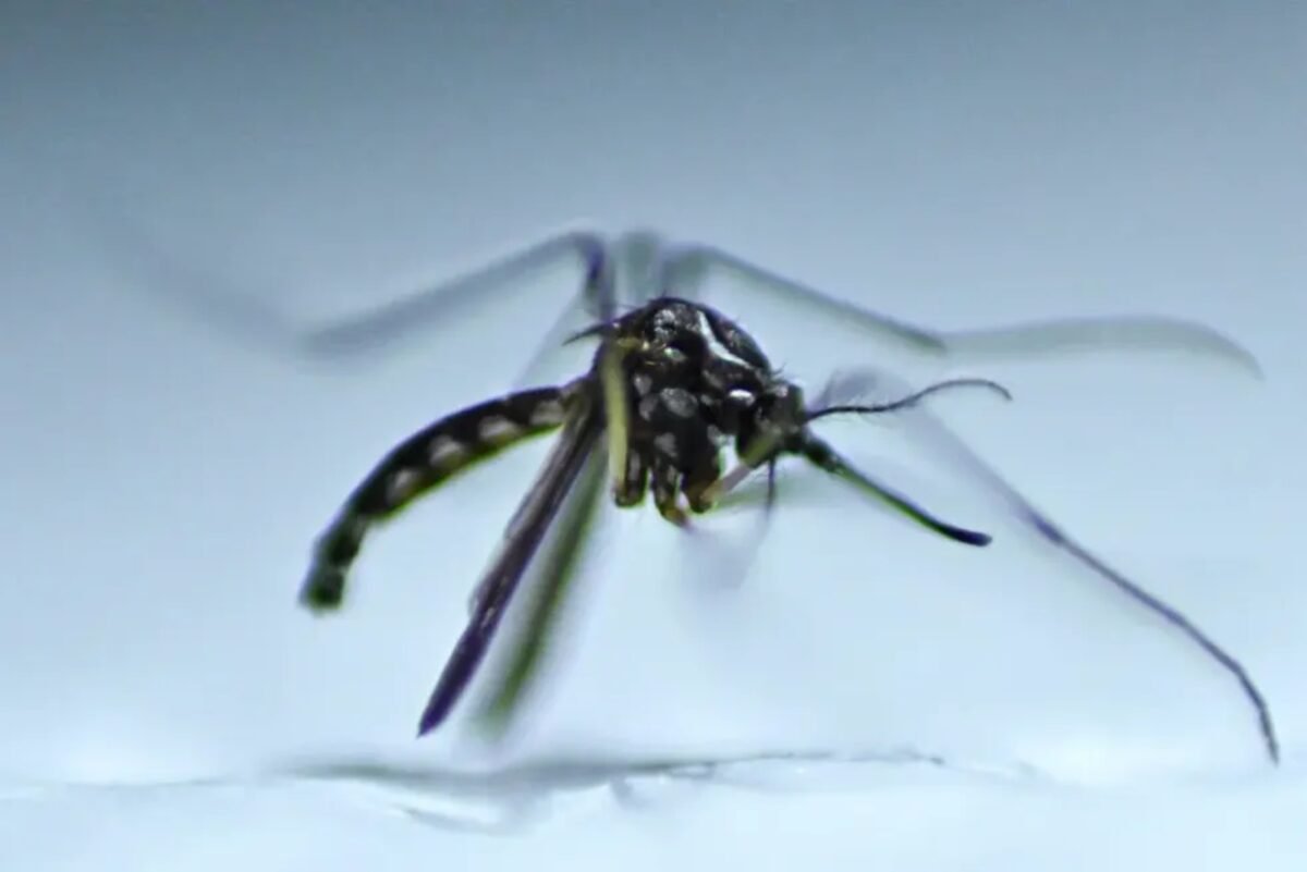 Brasil está cerca de registrar una vacuna contra el dengue: los detalles