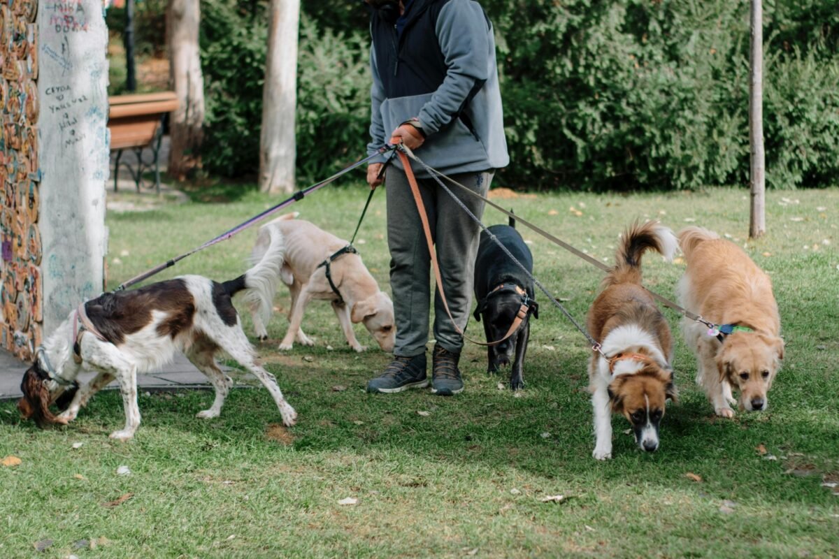 El auge de los cuidadores de mascotas en Caracas: “Los perros se han convertido en parte de la familia”