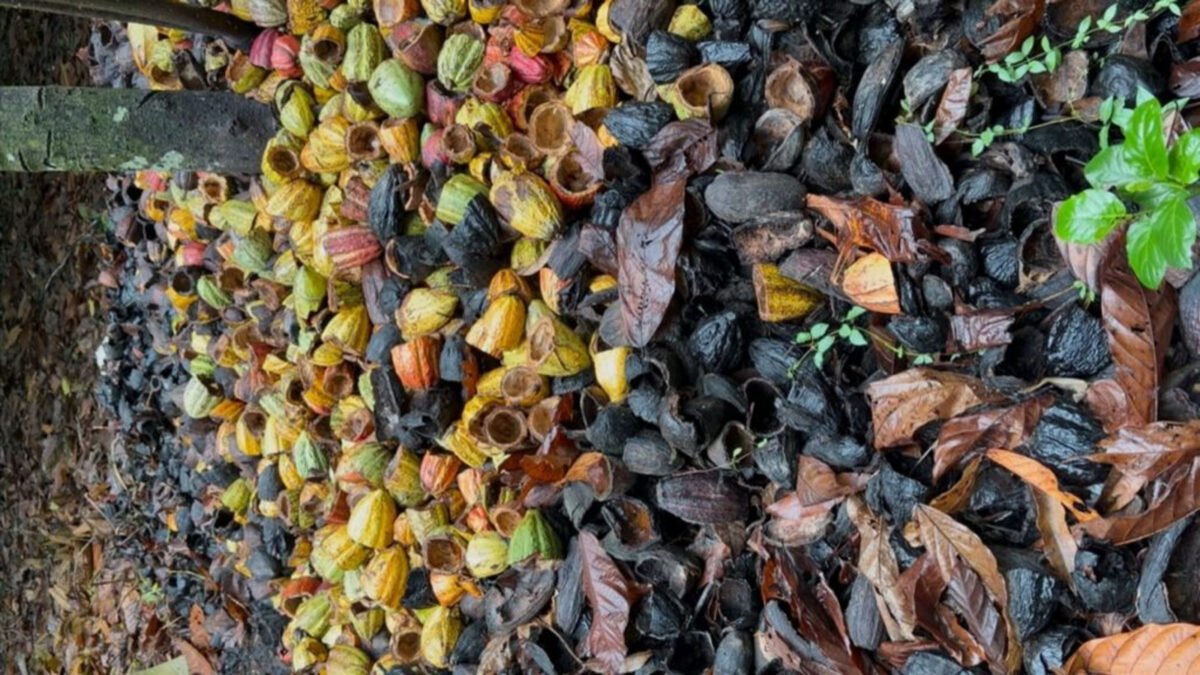 Productores de Sucre alertaron sobre pérdidas en las cosechas de cacao por la expansión del hongo escoba de bruja